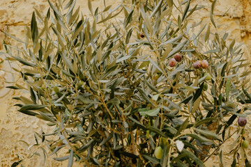 Close up of an olive tree in Malta