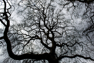 tree silhouette against blue sky