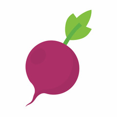 Vector of a Beetroot illustration