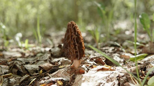 Single conical morel grows in forest among dry leaves. Delicious fresh mushroom on sunny spring day. Threads of web move near mushroom in light breeze.