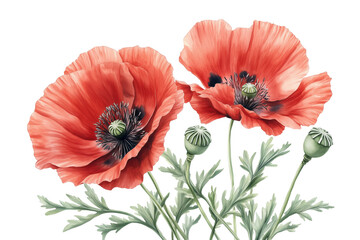 Obraz premium Hyper-realistic red poppy flower with delicate crinkled petals and green seed pod, isolated on white background, botanical illustration