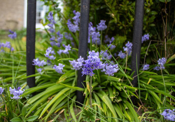 lavender blue flowers in the garden at the iron fence