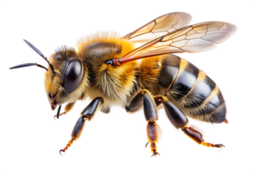 honey bee walking isolated on white background