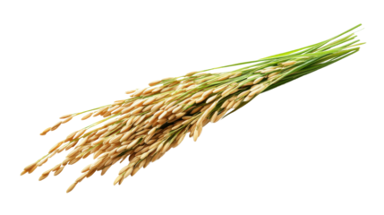 Fresh Long Brown Rice Uncooked and Hulled Isolated on White Background for Healthy Eating, Organic Grain, and Food Ingredient Concepts