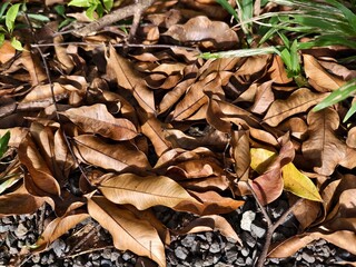 old and dry aloes leaves on the ground