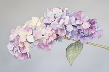 Fototapeta premium Delicate watercolor hydrangea blossoms in pastel hues.