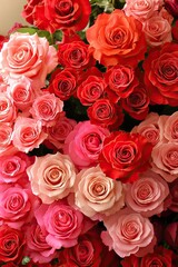Floral display with Red and Pink Roses in full bloom, romantic nature flowers