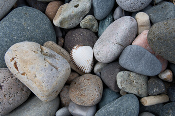 Seashell and pebbles on a beach, close up. Nature background.