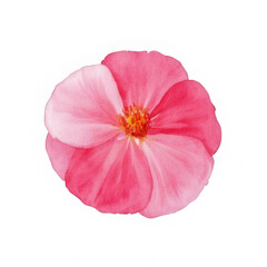 Naklejka premium Isolated pink flower blossom bloom petal floral botanical