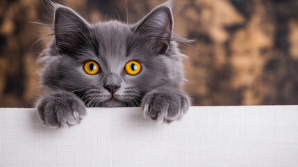 Cute gray kitten with yellow eyes curiously peeks over a white surface, its fluffy paws just reaching over the edge, clearly intrigued by something nearby