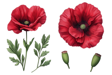 Hyper-realistic red poppy flower with delicate crinkled petals and green seed pod, isolated on white background, botanical illustration