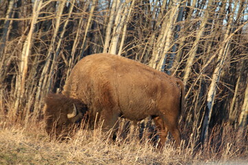 Bison Grazing, Elk Island National Park, Alberta