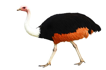 Obraz premium Ostrich bird wildlife photography