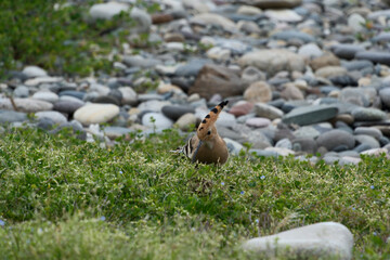 Eurasian Hoopoe (Upupa epops). Hoopoe on a pebble beach in Batumi
