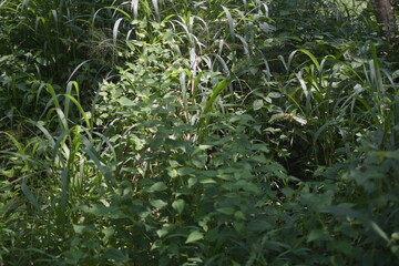 Green Plants in the Natural Environment