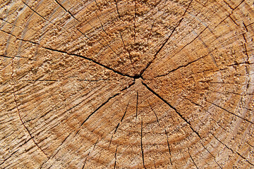 Old wood texture. Wood background. Wood texture with annual rings. Close up of a cut tree trunk
