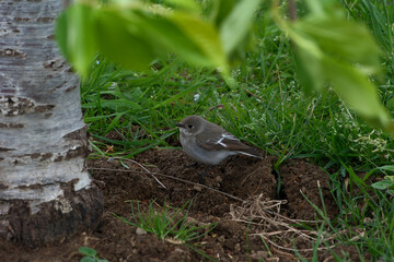 Flycatcher under a tree. Pied Flycatcher (Ficedula hypoleuca)