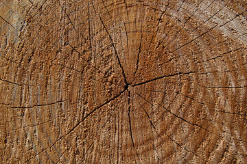 Fototapeta premium Old wood texture. Wood background. Wood texture with annual rings. Close up of a cut tree trunk