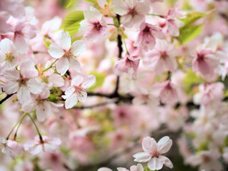 4月に咲いた可愛らしいピンク色の桜「大漁桜（タイリョイザクラ）」