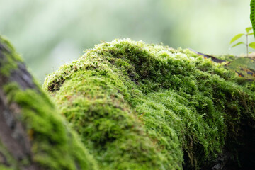 Moss on the tree in the rainforest. Nature background.