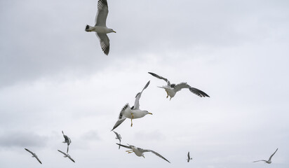 Seagulls frolic in the cloudy spring sky.