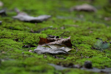 Moss on the tree in the rainforest. Nature background.