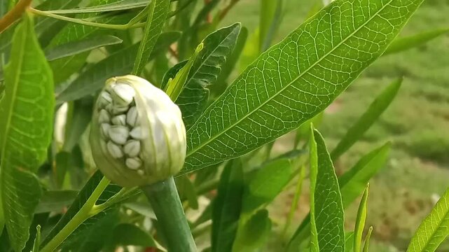 The early Onion flowers is protected by layer or young flower of Allium cepa in layer