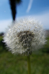 Dandelion on a background of green grass and a blue sky. Close-up