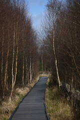 Fototapeta premium the walkway over the bog at cors caron in the sun 