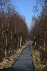 Fototapeta premium the walkway over the bog at cors caron in the sun 