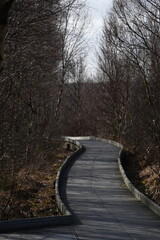 the walkway over the bog at cors caron in the sun 