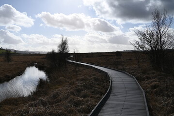 the walkway over the bog at cors caron in the sun 