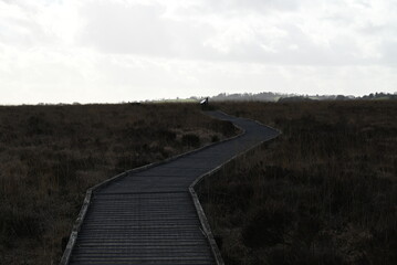 the walkway over the bog at cors caron in the sun 