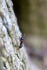 Close-up of a black ant climbing on tree