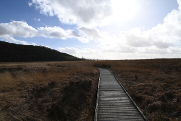 the walkway over the bog at cors caron in the sun 