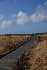 the walkway over the bog at cors caron in the sun 