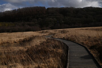 the walkway over the bog at cors caron in the sun 
