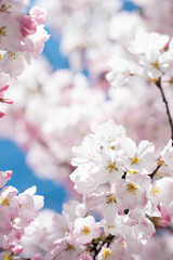 Fototapeta premium 桜