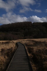the walk over the bog at cors caron