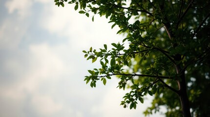 green leaves against blue sky