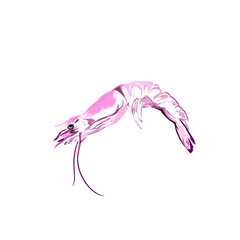 sea ​​shrimp vector illustration without background