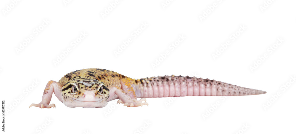 Leinwandbilder beautiful mack snow eclipse colored eublepharis macularius or leopard gecko, standing side ways. iso