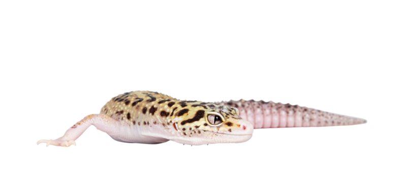 Beautiful Mack Snow Eclipse colored Eublepharis macularius or Leopard Gecko, standing side ways. Isolated cutout on a transparent background. Body in turning position, looking away from camera.