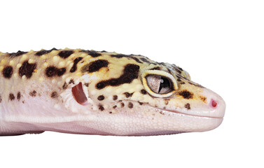 Head shot of beautiful Mack Snow Eclipse colored Eublepharis macularius or Leopard Gecko, standing side ways. Isolated cutout on a transparent background. Looking straight ahead showing profile.
