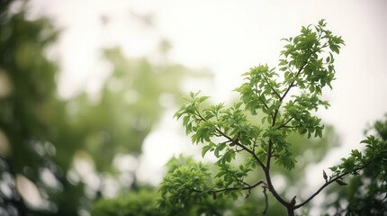 Obraz premium green grass and sun