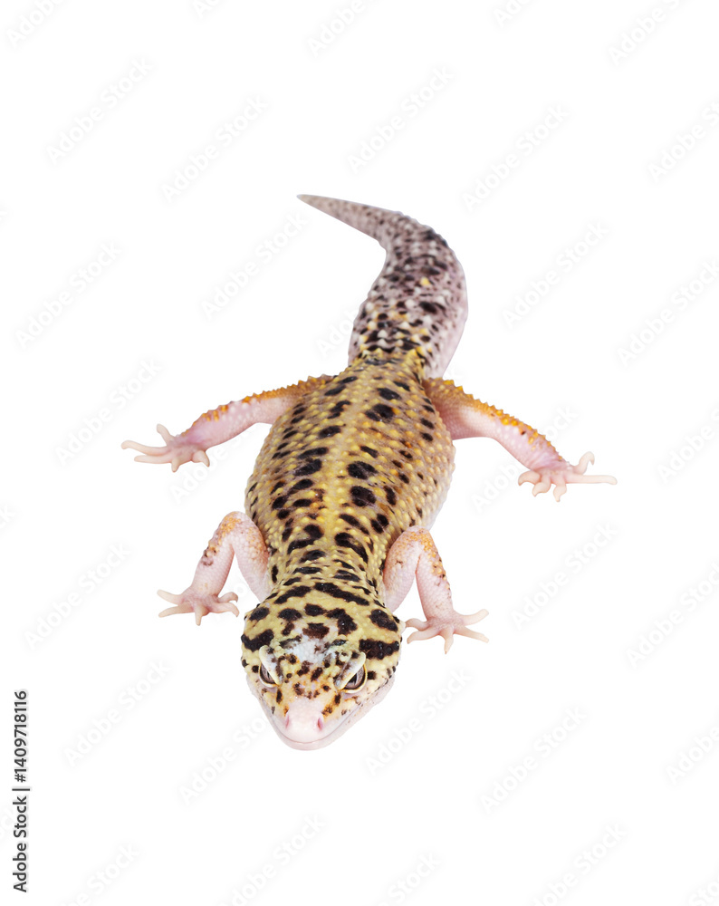 Poster top view of beautiful mack snow eclipse colored eublepharis macularius or leopard gecko, standing. i
