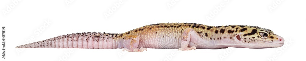 Aufkleber beautiful mack snow eclipse colored eublepharis macularius or leopard gecko, standing side ways. iso