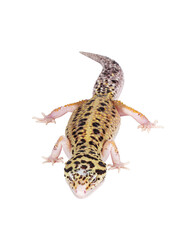 Naklejka premium Top view of beautiful Mack Snow Eclipse colored Eublepharis macularius or Leopard Gecko, standing. Isolated cutout on a transparent background. Looking straight ahead.