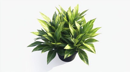 Fototapeta premium Variegated Plant in Pot, Isolated on White Background, Houseplant, foliage