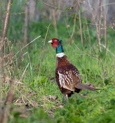 Phasianus colchicus. Ring-necked Pheasant. A bird walks through the meadow